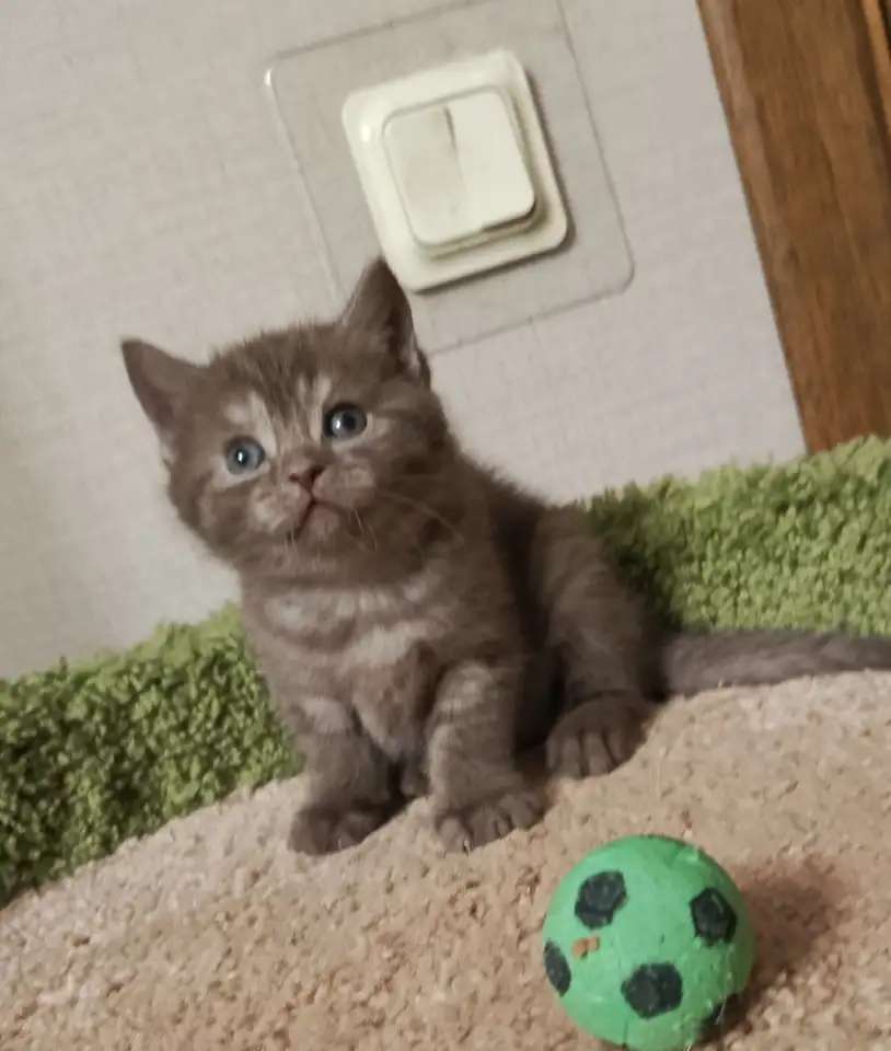 Британский котенок Эльза