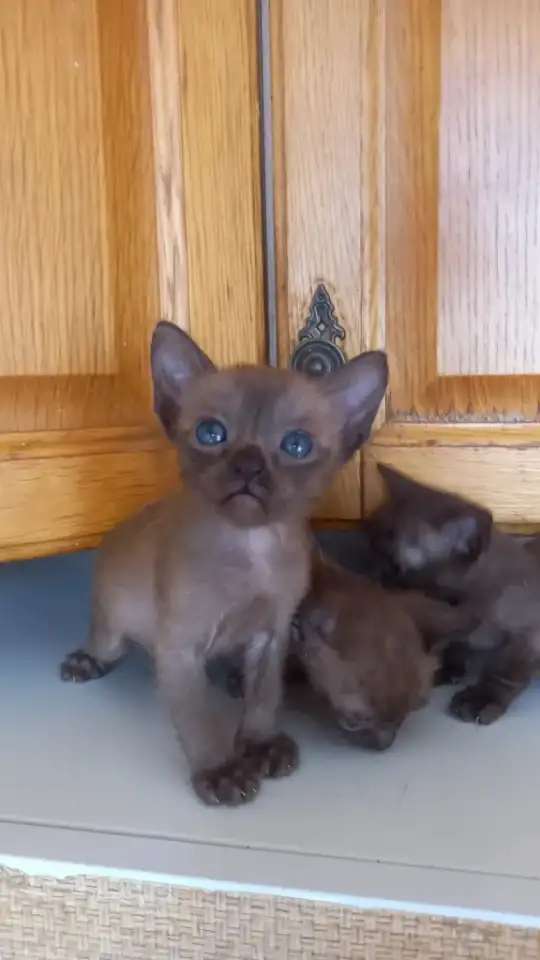Бурманские котята, девочки