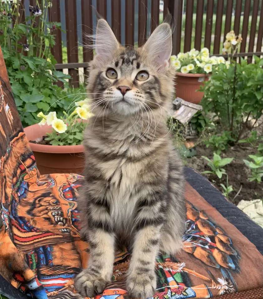 Котята мейн кун из питомника