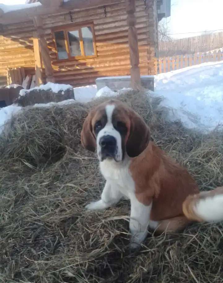 Щенки сенбернара