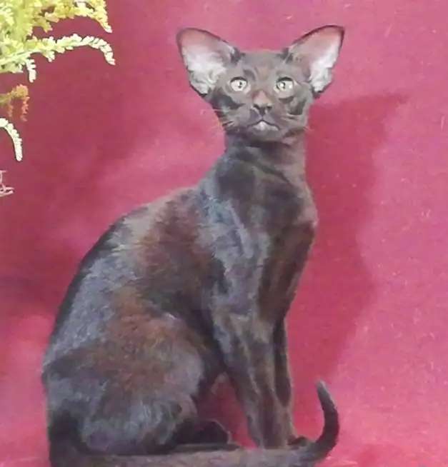 Котята ориентальной и сиамской породы