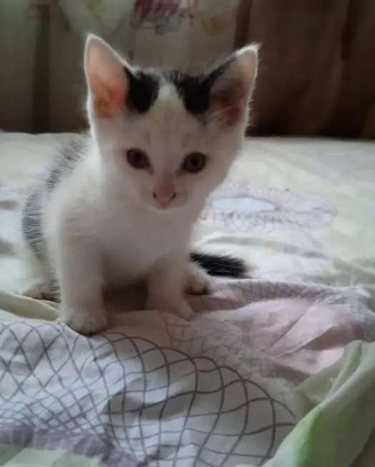 Отдам котят(3 мальчика)