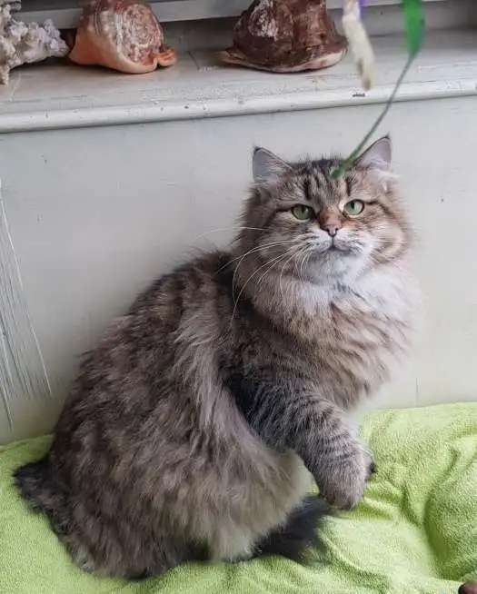 Продаются породистые сибирские котята