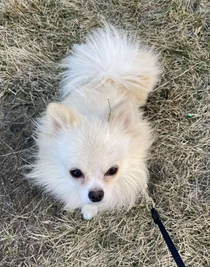 Немецкий шпиц