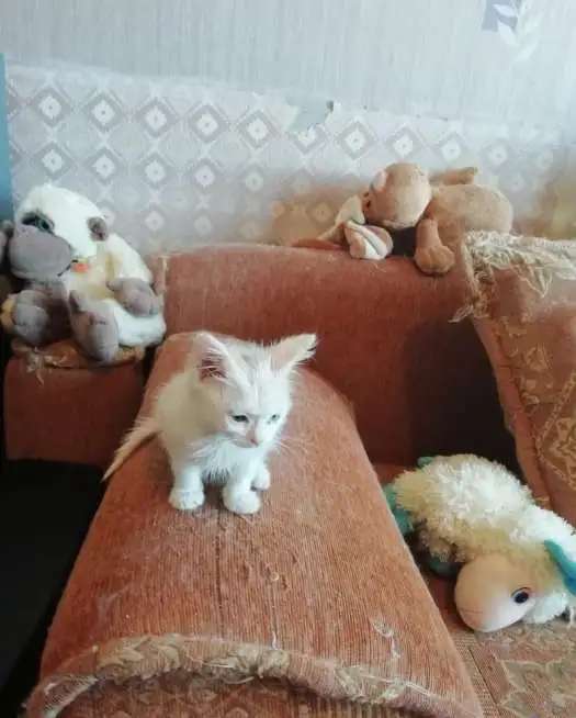 Котята ищут заботливую семью