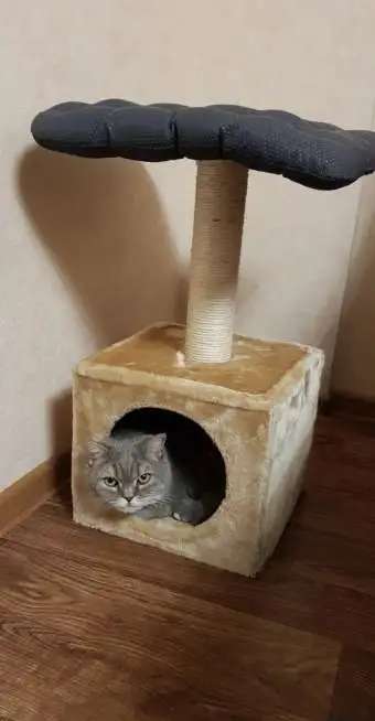Отдам в добрые руки - кошечку Скоттиш страйт