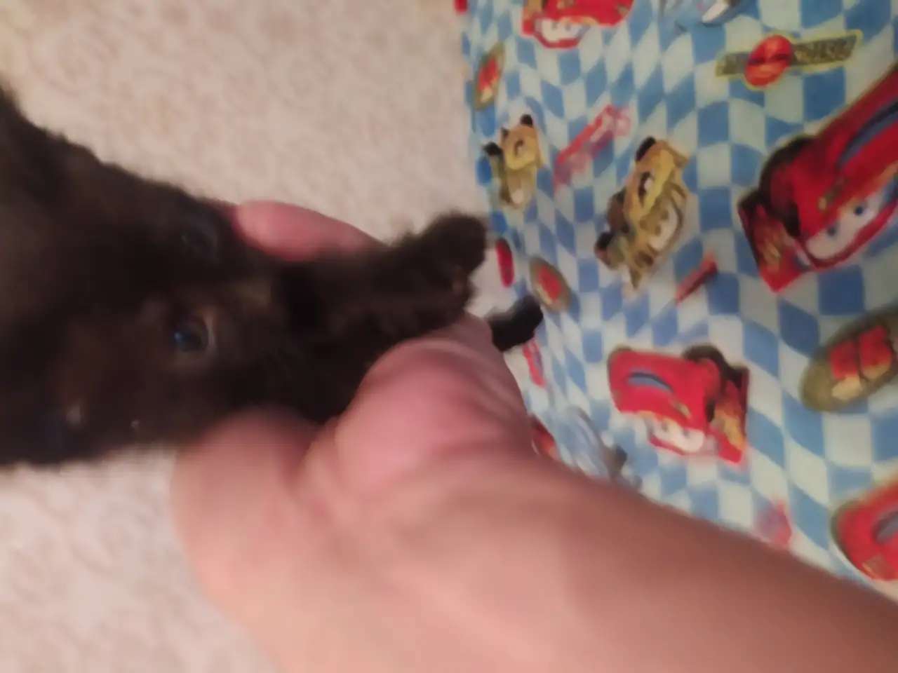 Отдам котят
