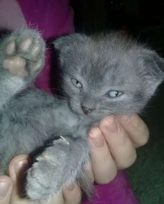 Продам вислоухих котят