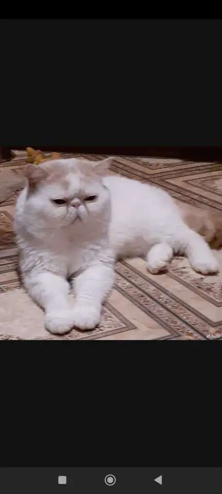 Экзотические коты вязка