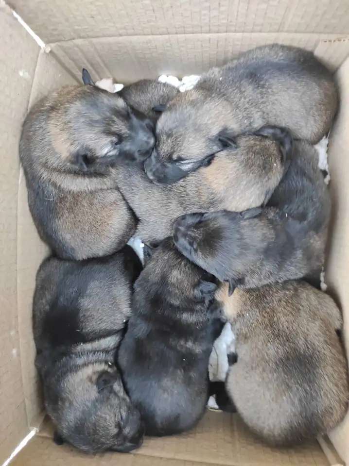Щенки западно сибирской лайки