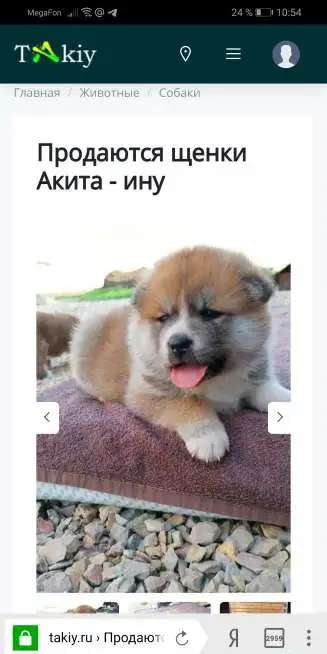Продаются щенки Акита-Ину