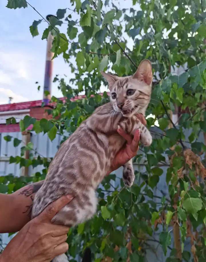 Бенгальские снежные котята