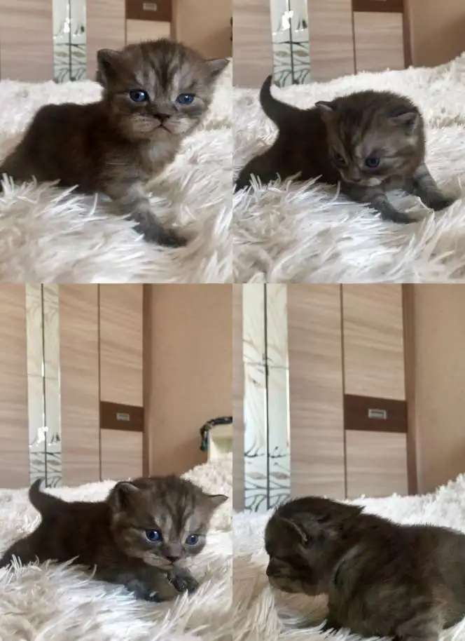 ОТдам Шотландских вислоухих котят