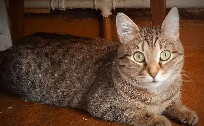 Отдам котенка в добрые руки
