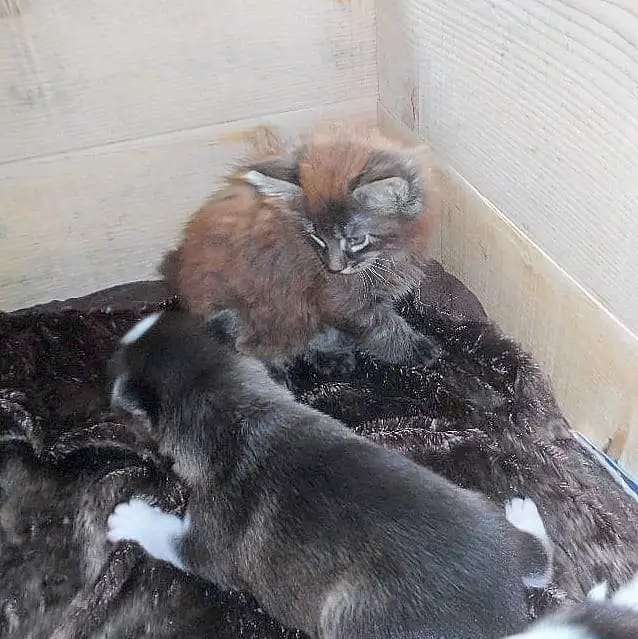 Малыши сибирской хаски