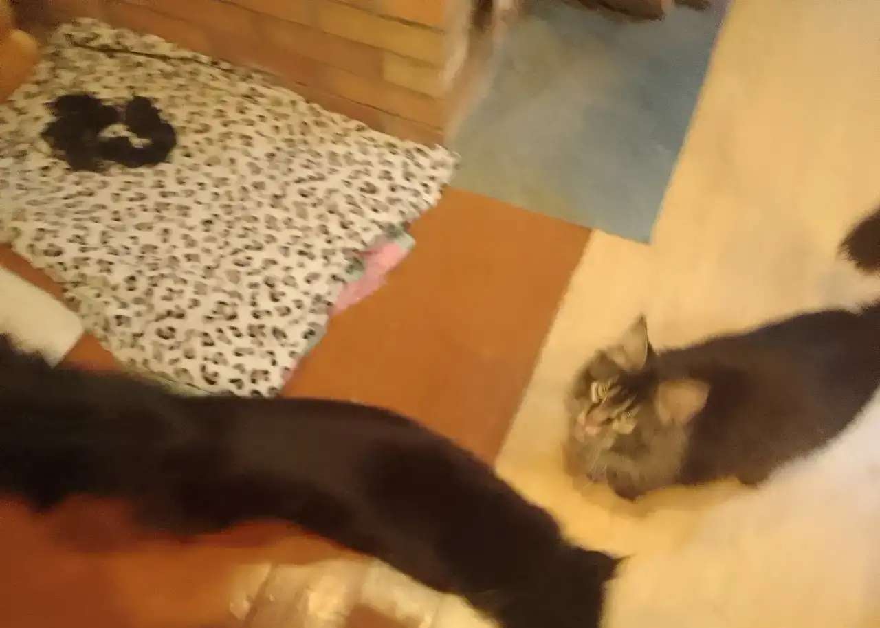 Лучшие котята это Мейкунята!