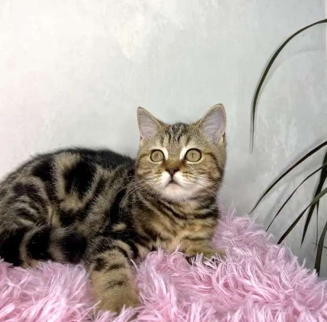 Британские котята