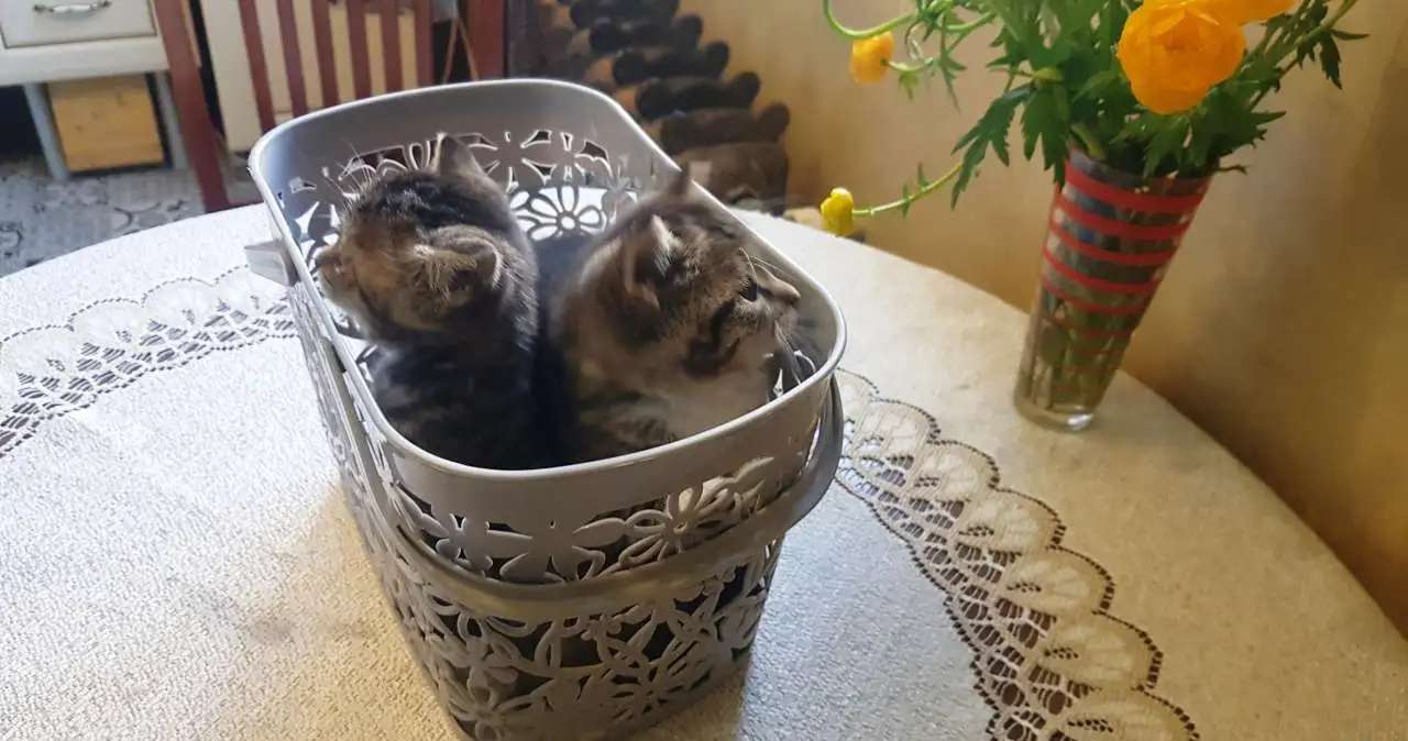 милые котята подарят любовь и счастье новому дому и новым друзьям