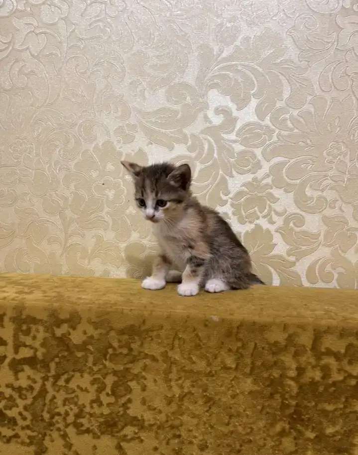 Отдам умных, красивых котят в добрые руки бесплатно