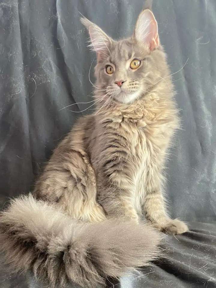Котёнок мейн кун голубой мрамор