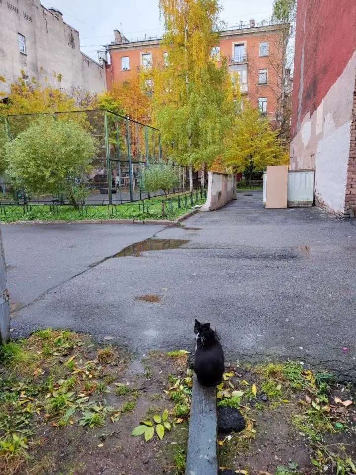 Красивая и Ласковая кошка Уша в добрые руки