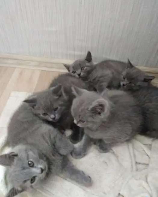 Продам дом