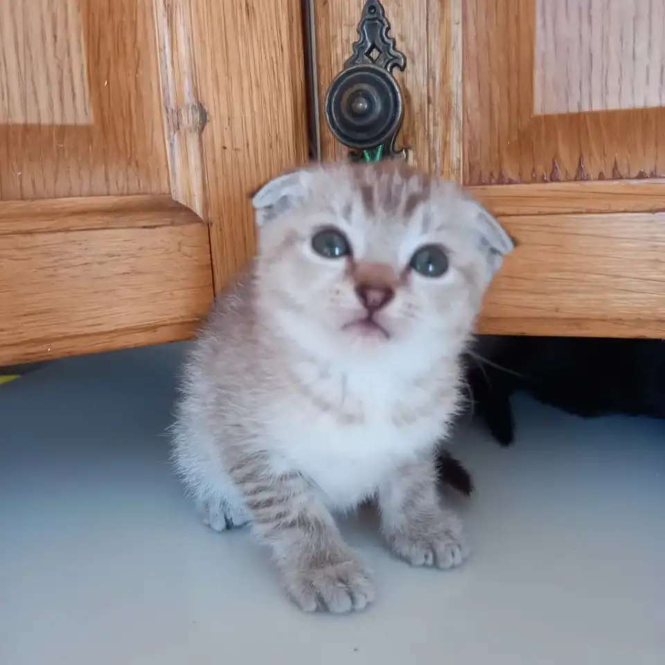 Вислоухие котята, мальчики и девочки.