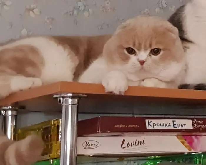 Кот. Вязка.