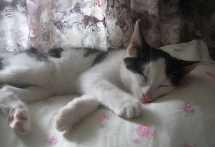 Отдадим в добрые руки котенка.