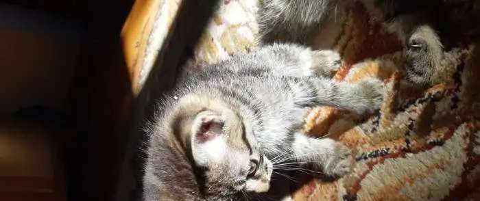 Котята