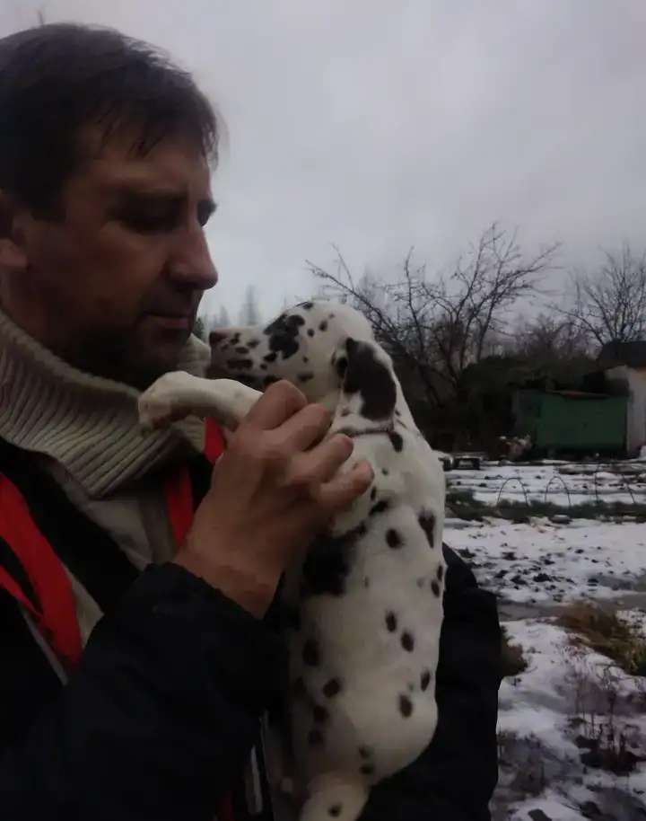 Продаю щенка далматина