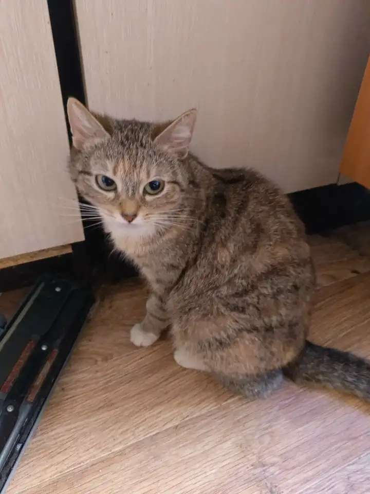 Кошечке Даниэлле срочно нужен новый дом
