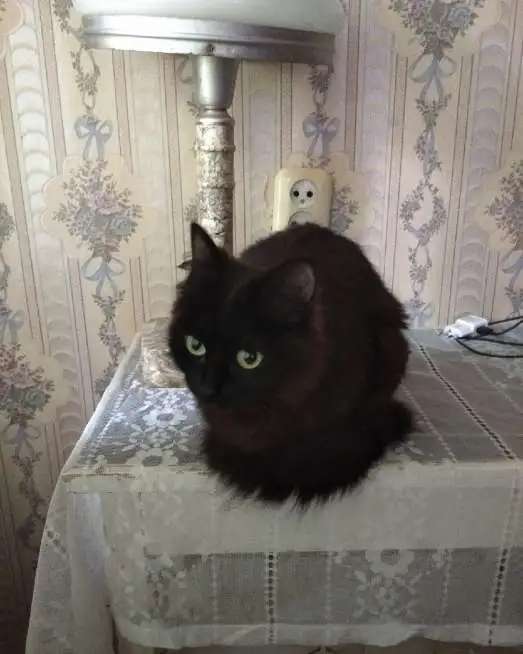 Кошки