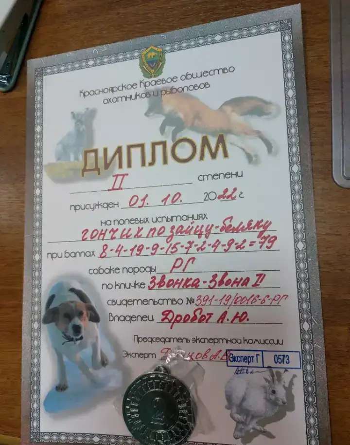 Щенки Русской гончей