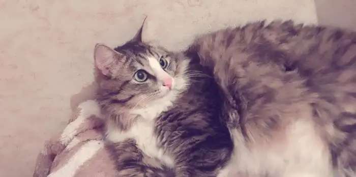 Отдам котика в добрые руки