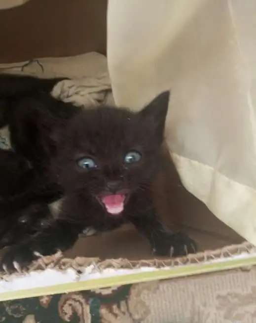 Отдам котят