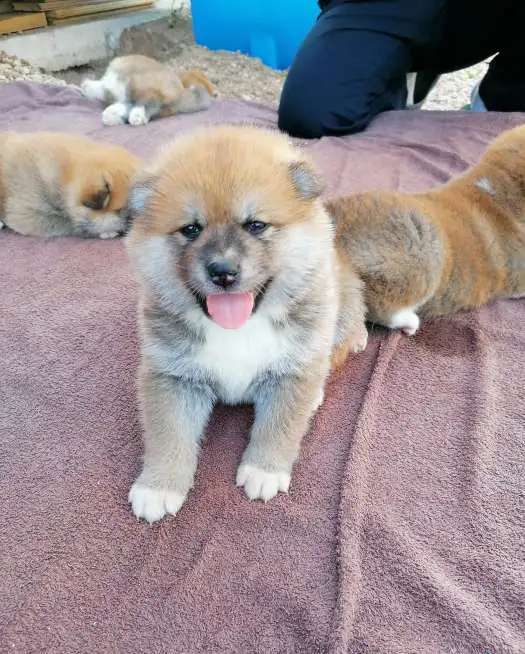 Продаются щенки Акита-Ину