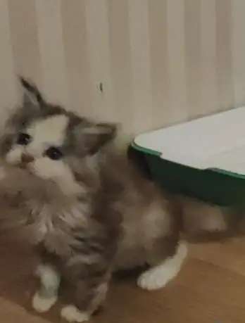 Котята мейн-кун