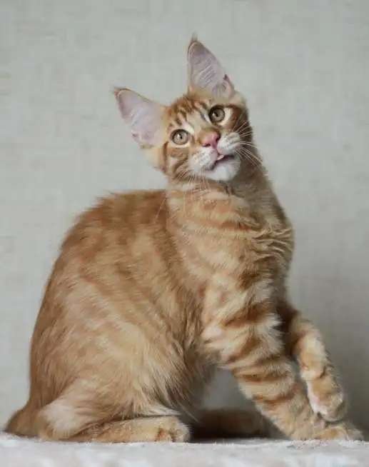 Крупный тяжелый котик