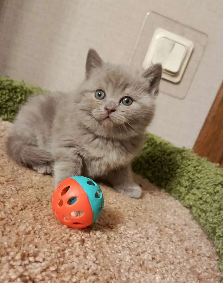 Британский прелестный котенок