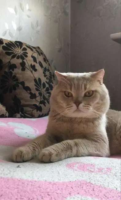 Отдадим котят помесь британца