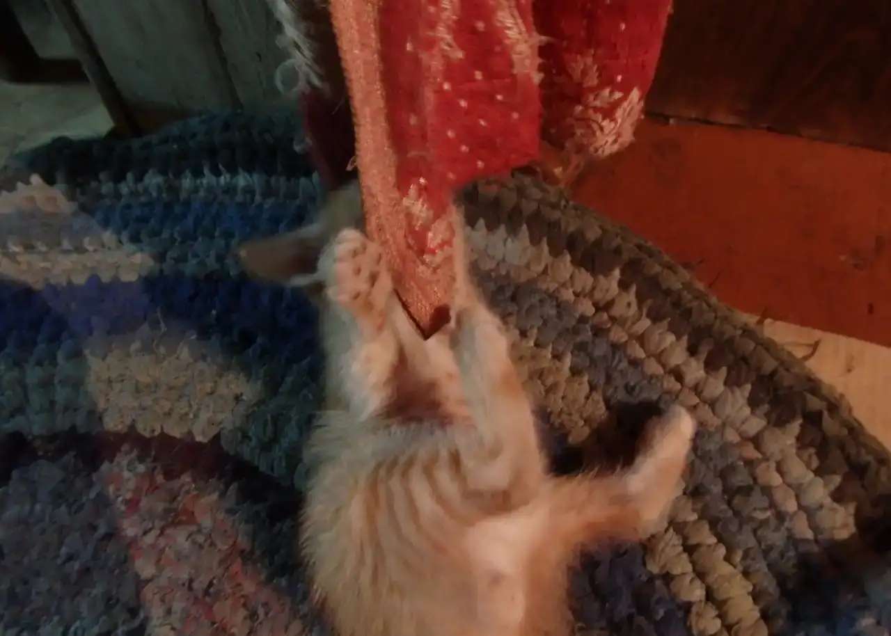 Отдам котят