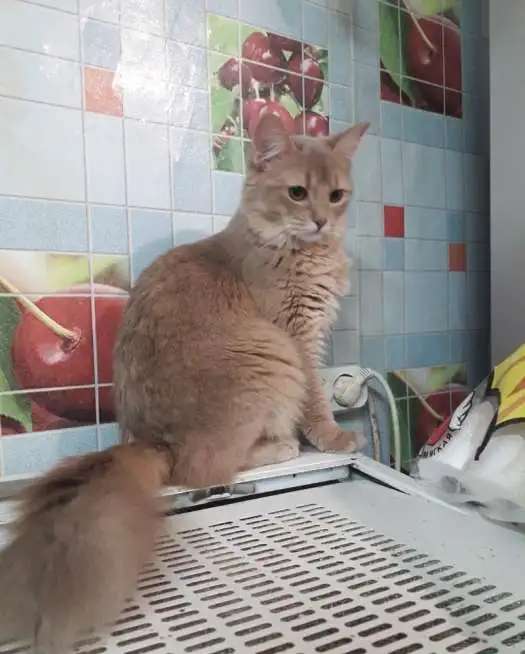 КОЯТА