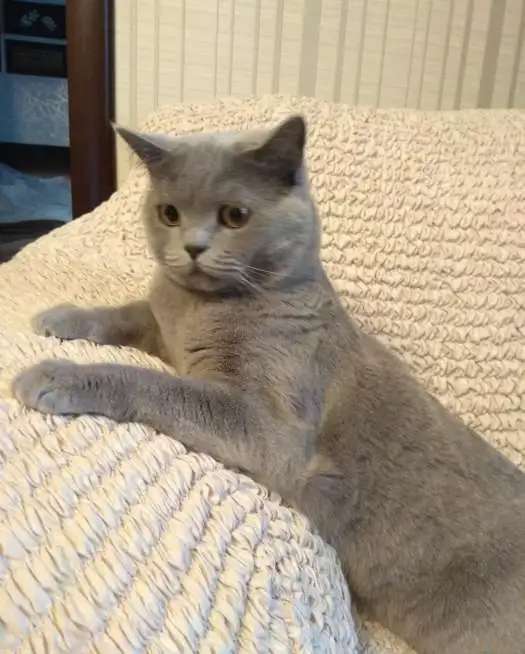 Отдам британскую кошку