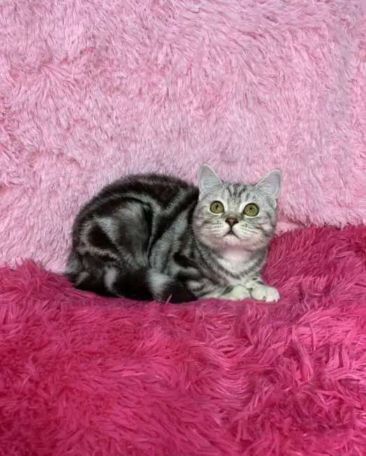Британские котята