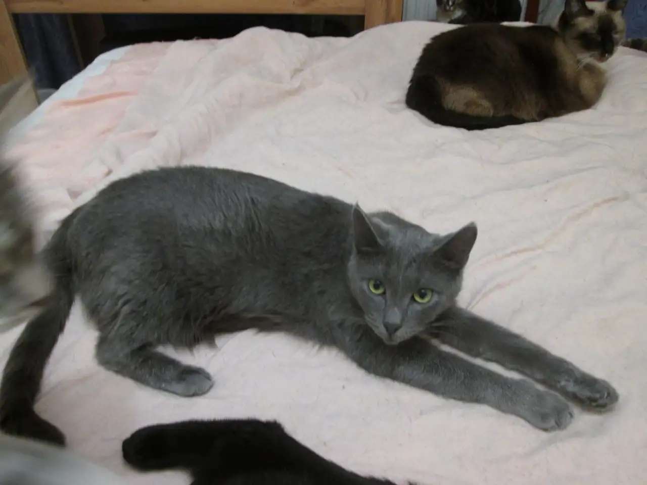 Кошка