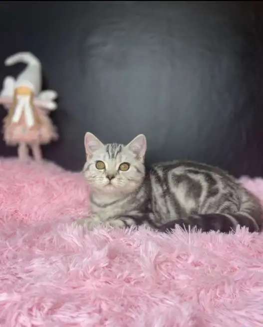 Британских котята