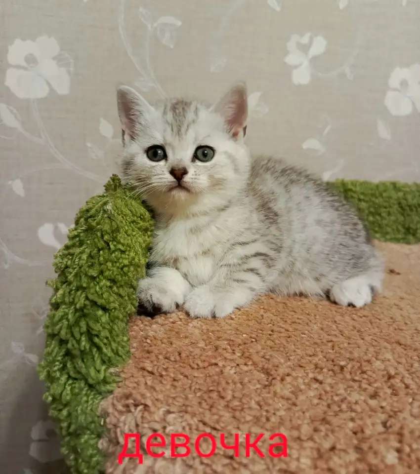 Красивый котенок девочка - серебристая шиншилла