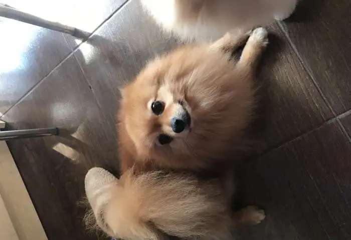 Вязка с рыжим лисом