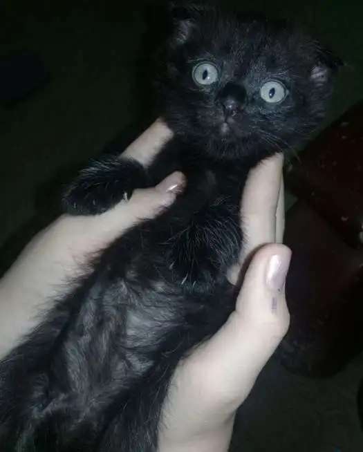 Продам вислоухих котят